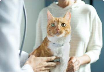 Woman with orange and white cat talking with vet.