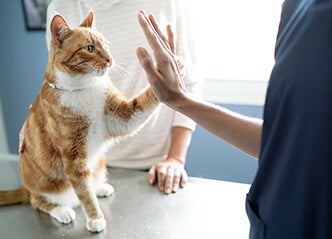 Cat high-fiving